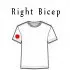 Right Bicep